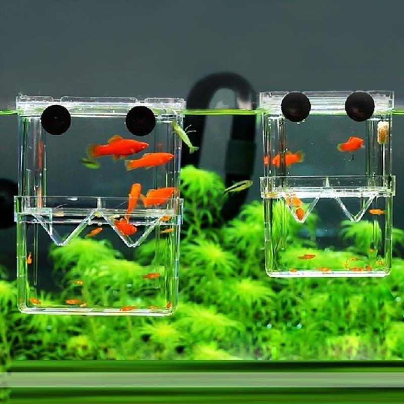 Aquarium Fish Background - Multifunktionale Fisch Aquarium Hohe Klare Fische