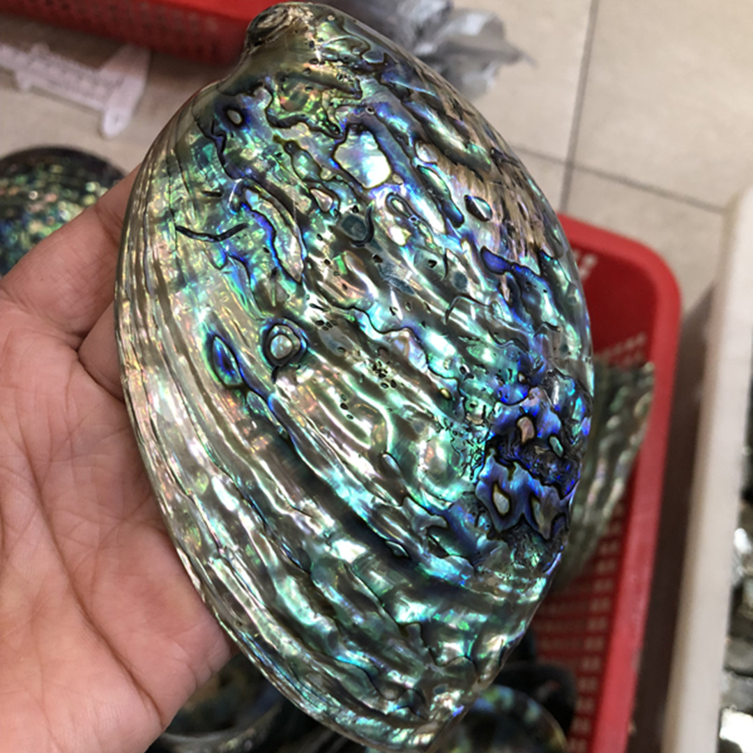 Aquarium Fish New Zealand - 1 pc Neuseeland natürliche polierte Abalone