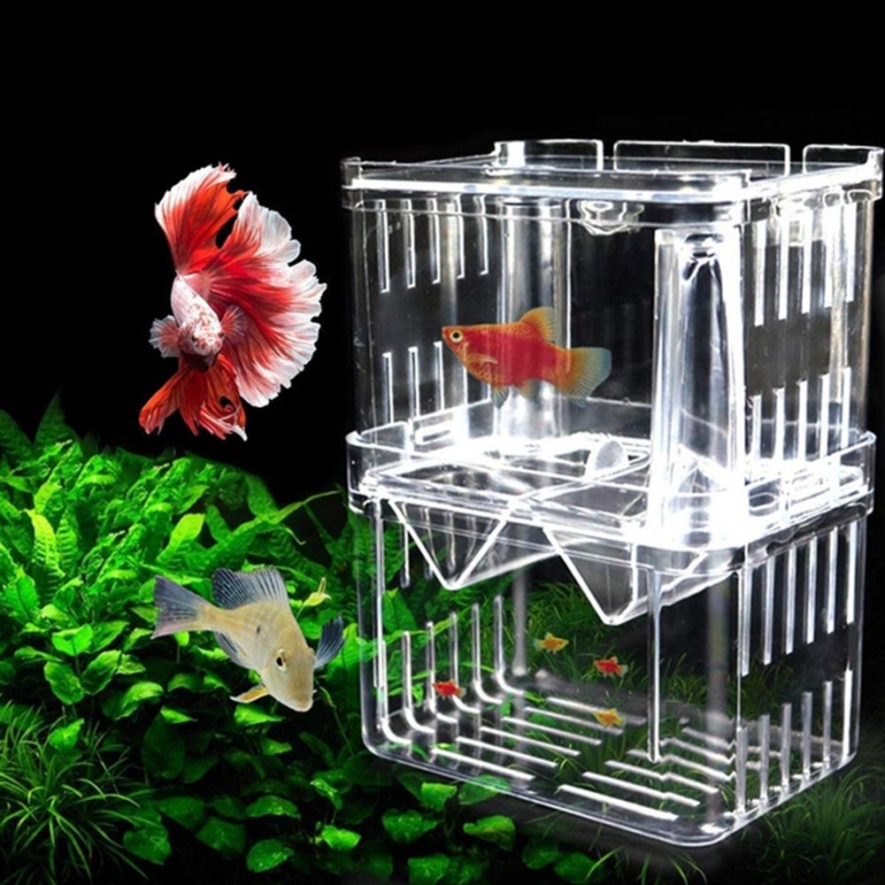 Tank Aquarium Für Baby Fische  – Aquarium Fish Reproduction Bewertung und Preis
