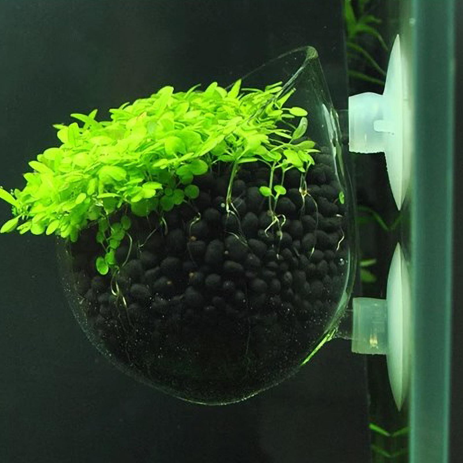 Aquarium-Pflanzenhalter Glas-W – Aquarium Fish Enrichment Bewertung und Preis