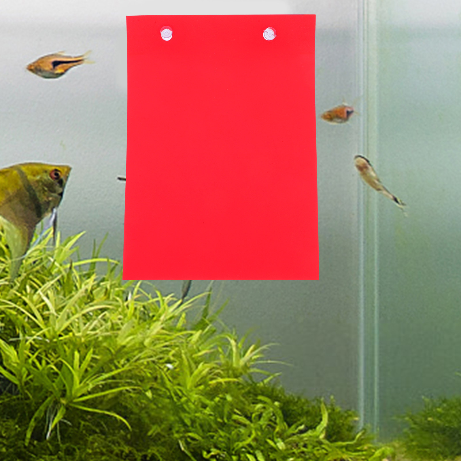 4 Stück Fischzuchtplatte für A – Aquarium Fish Reproduction Bewertung und Preis