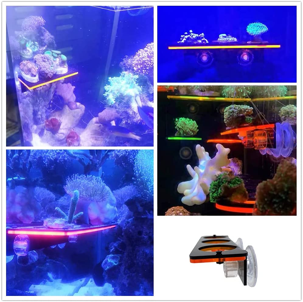 Fluoreszierende Korallen Frag  – Aquarium Fish Enrichment Bewertung und Preis